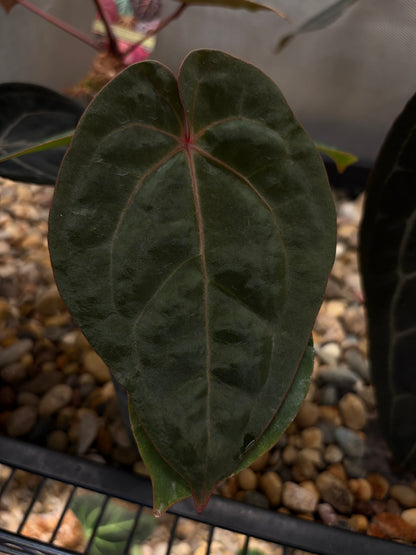 Anthurium hoffmannii ‘Bloodmoon’