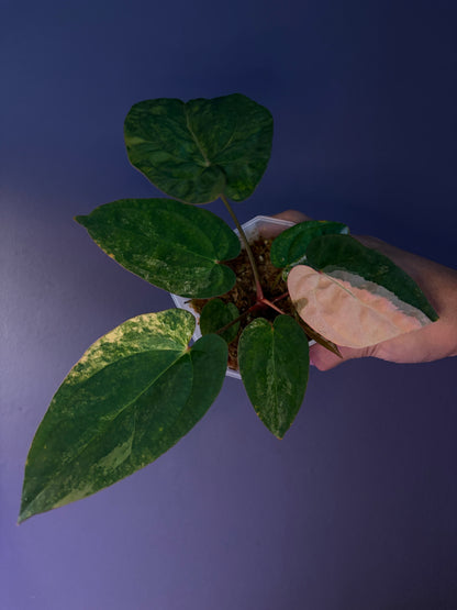 Anthurium papillilaminum var. × ‘Twin Phoenix’