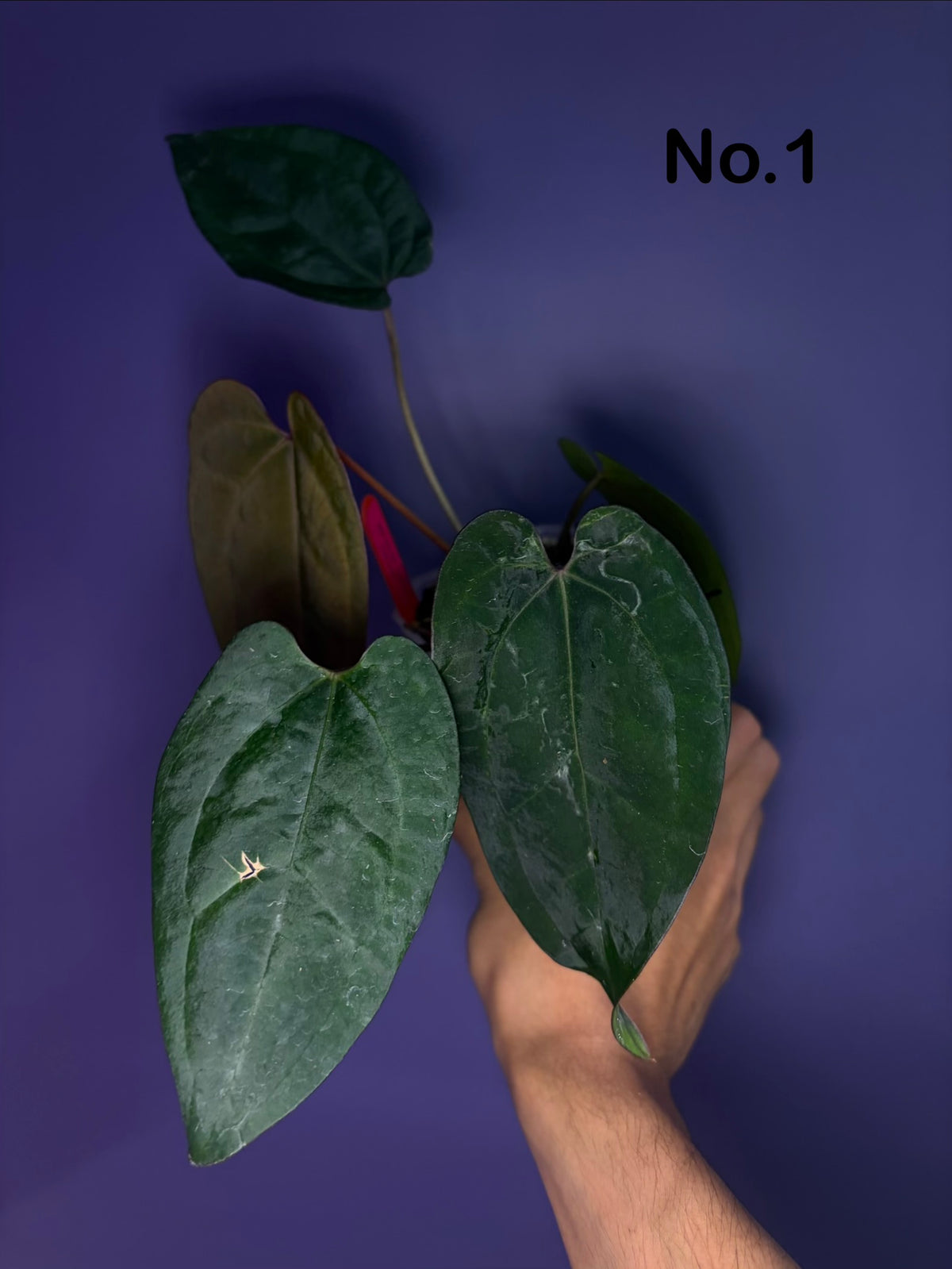 Anthurium Ace of spades (DF × DF) - clone