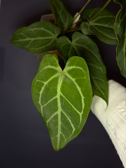 Anthurium Magnificum × (‘Zara’ × ‘Michelle’)