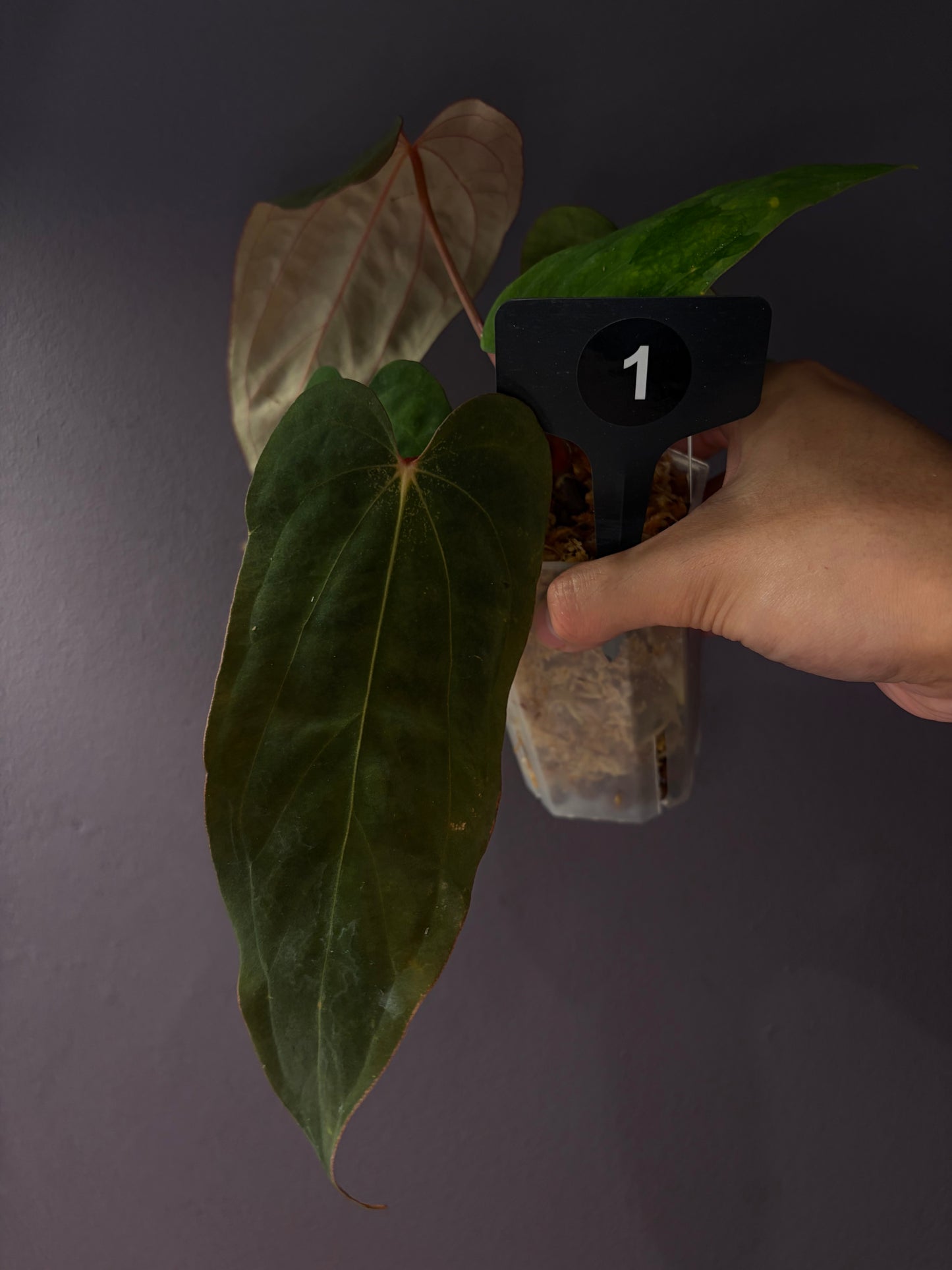 Anthurium ‘Midnight Velvet’ × antolakii ‘Tezula’