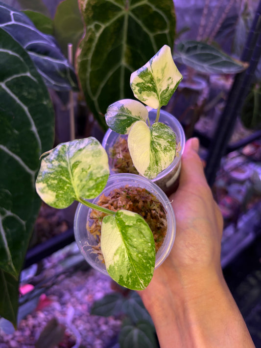 Monstera crème brûlée variegata