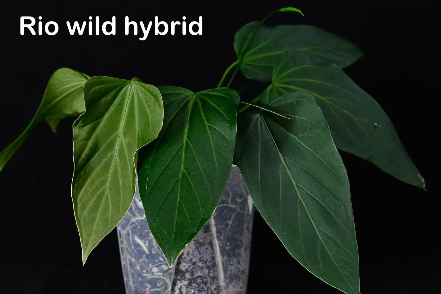 Anthurium rioclarense wild hybrid S1