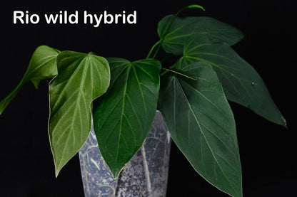 Anthurium rioclarense wild hybrid S1