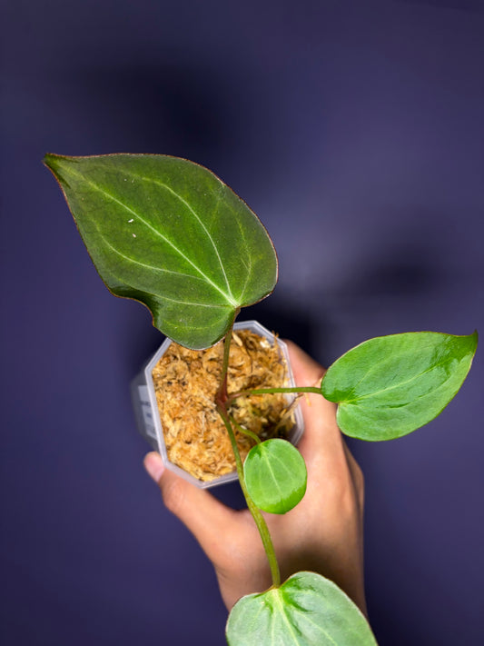 Anthurium King of Spades (KOS)/HU mutated