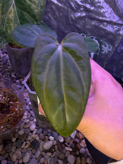 Anthurium carlablackiae × ‘Indo Portillae’