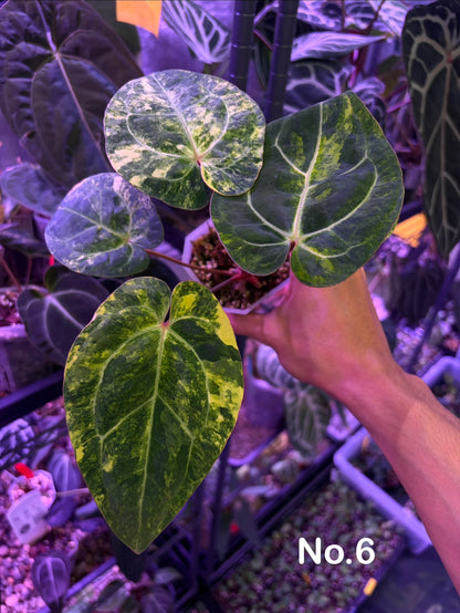Anthurium papillilaminum var. × carlablackiae