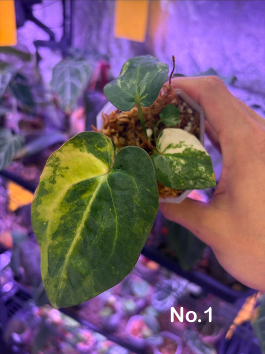 Anthurium papillilaminum var. × carlablackiae