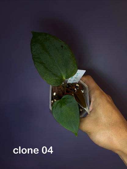 Anthurium Sp. Nov ‘DF’