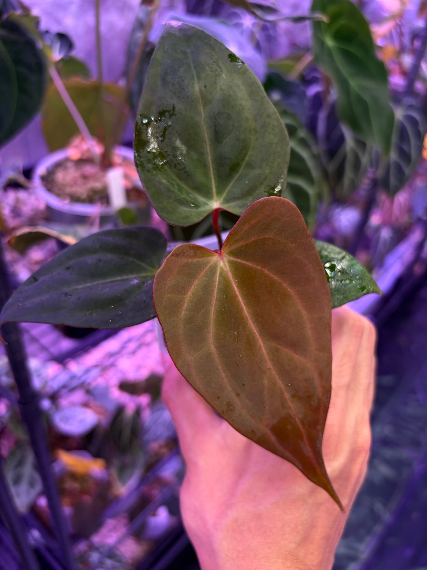 Anthurium BVIT × ‘Red Spider’