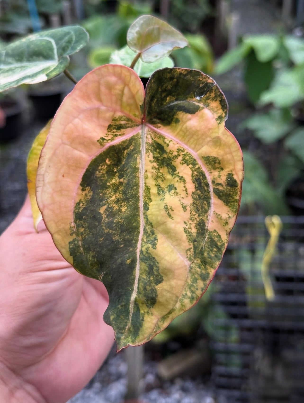 Anthurium papillilaminum var. × ‘Red Crystallinum’ [Tezula]