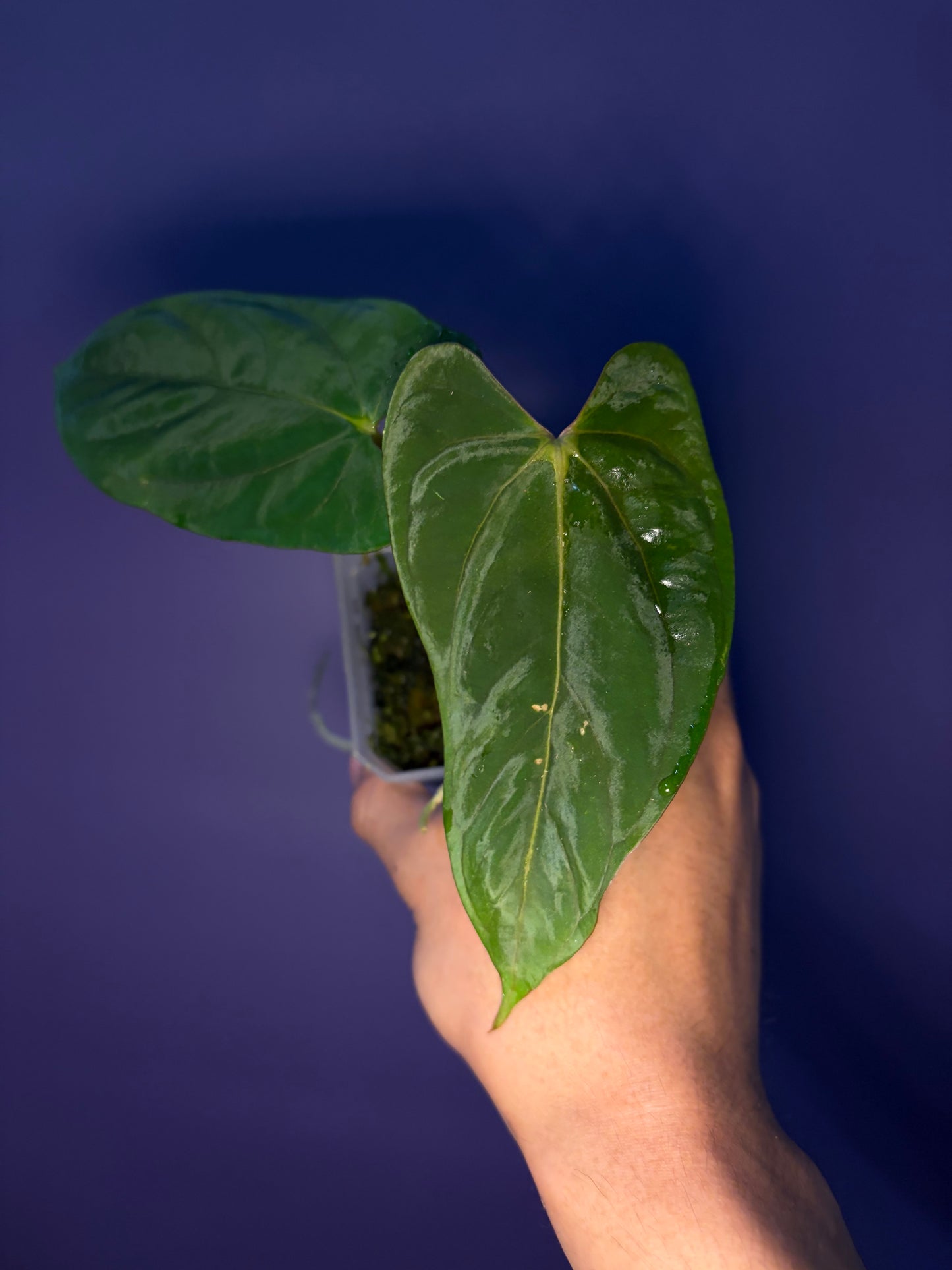 Anthurium Papillilaminum ‘Marie’ × ‘Incurved lobes’