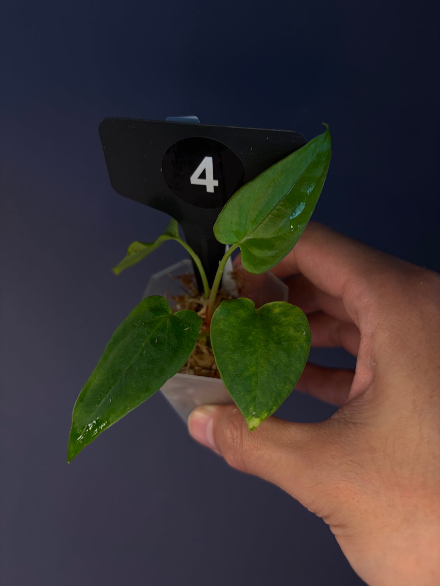 Anthurium ‘RVDP’ × (portillae ‘NSE’ × papillilaminum ‘FS’)