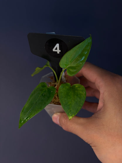 Anthurium ‘RVDP’ × (portillae ‘NSE’ × papillilaminum ‘FS’)