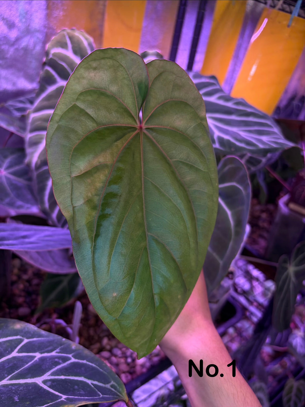 Anthurium ‘Circus peanuts’ - clone