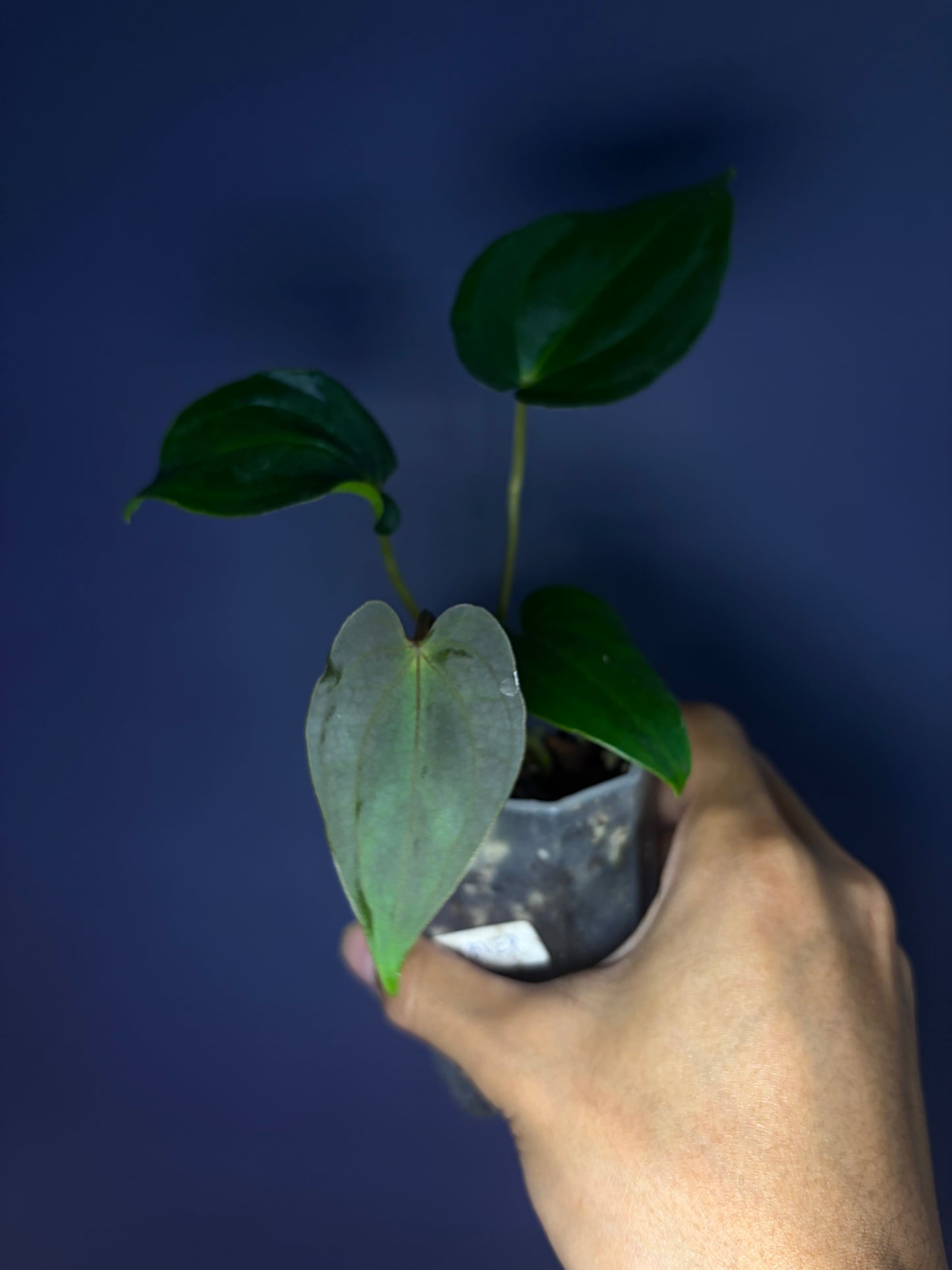 Anthurium (‘Midnight Velvet’ × Papillilaminum) × Antolakii (Tezula)