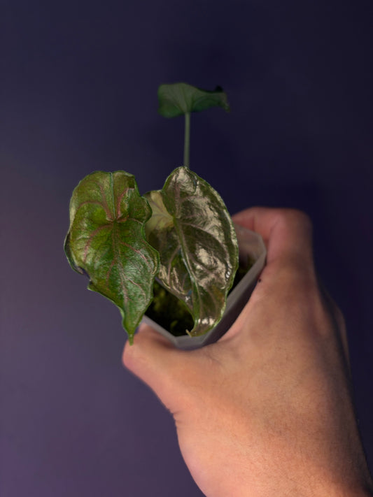 Alocasia Azlanii Aurea variegata