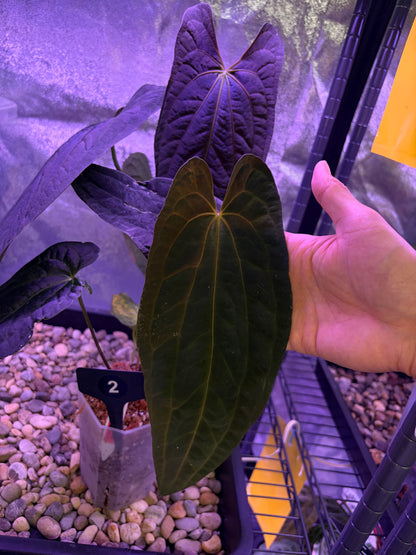 Anthurium pap ‘FS’ × (pap ‘FS’ × ‘AOS’) - selected