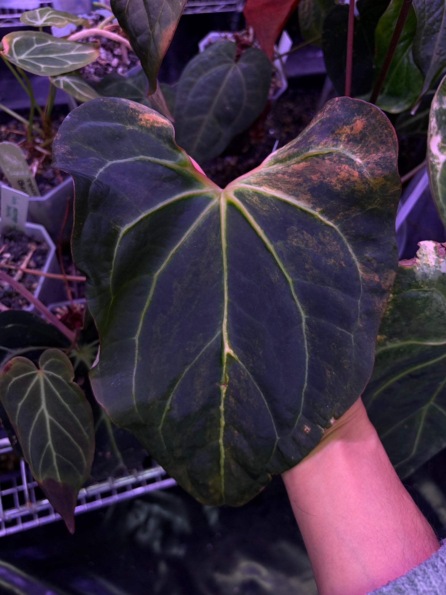 Anthurium ‘Black venom’