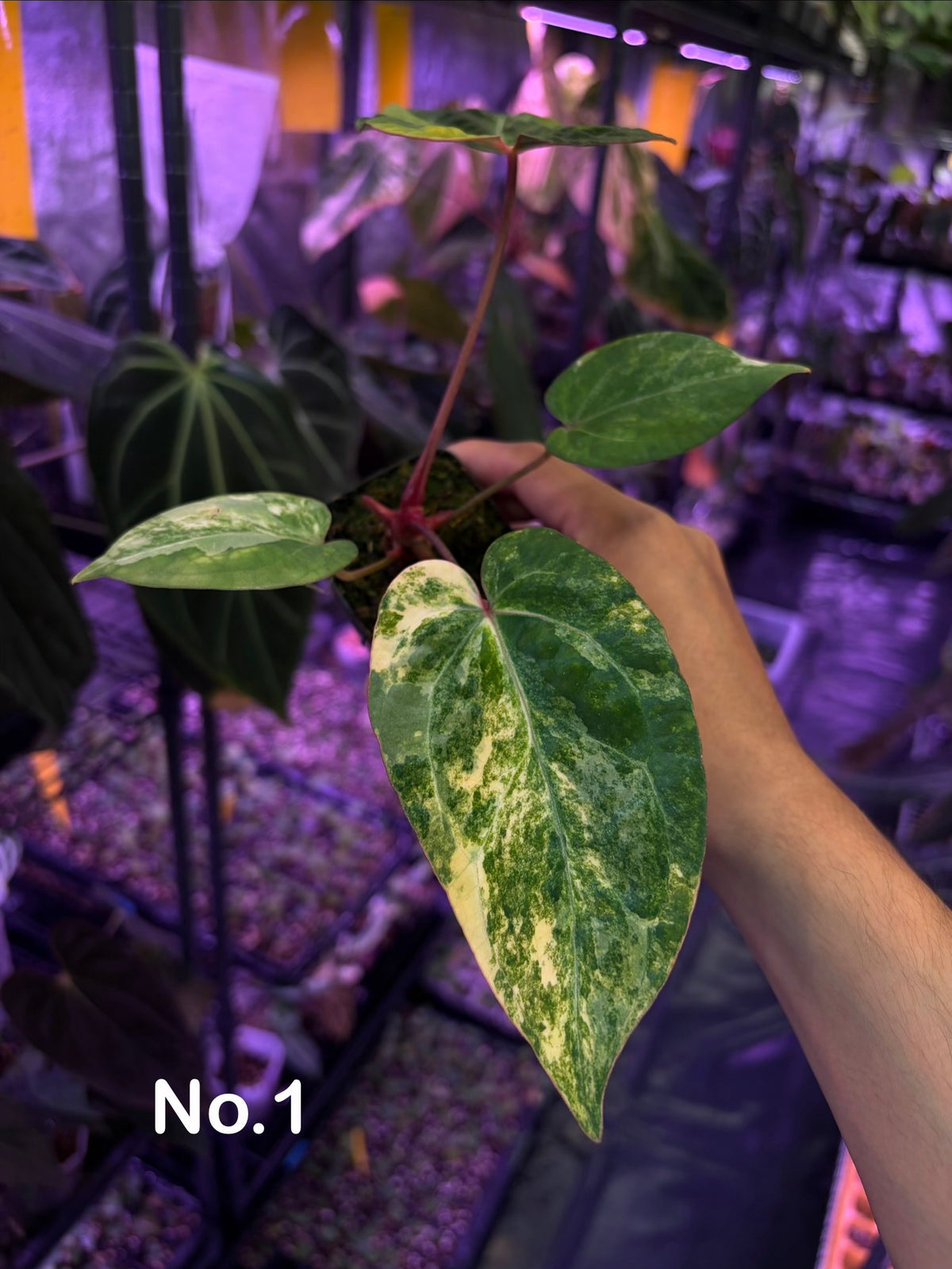 Anthurium papillilaminum var. × (‘Red Crystallinum’ [Tezula] × ‘Zara’)