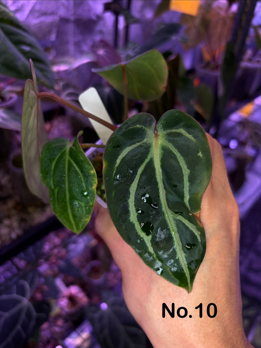 Anthurium carlablackiae (RA5×RA10) × self