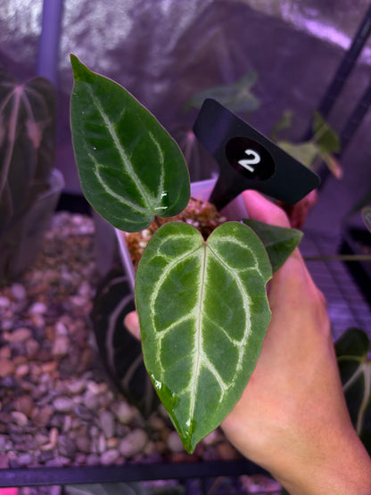 Anthurium ‘Dreamweaver’ × ‘FTG’ Crystallinum