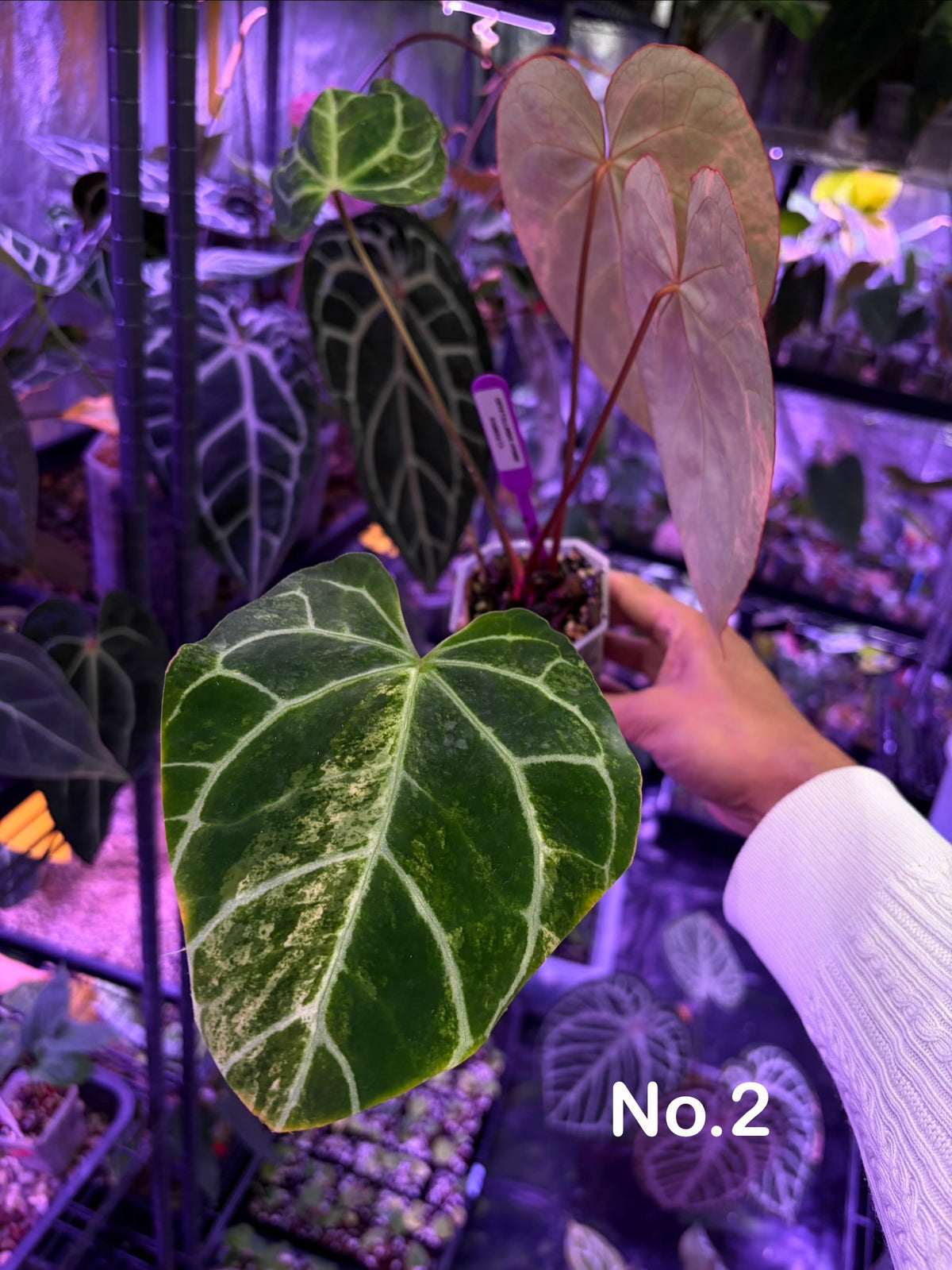 Anthurium crystallinum hybrid variegata