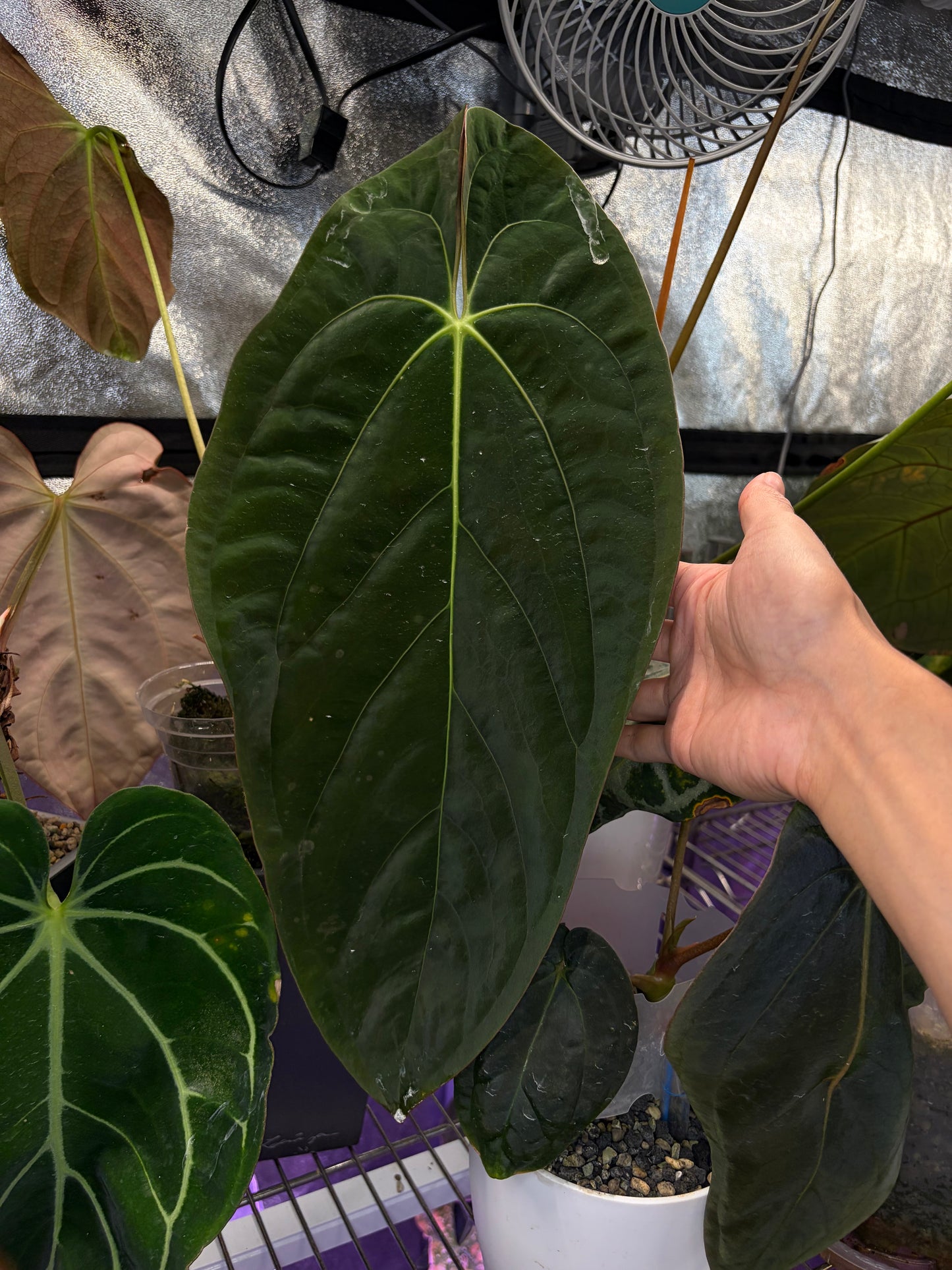 Anthurium Papillilaminum RA7 - clone