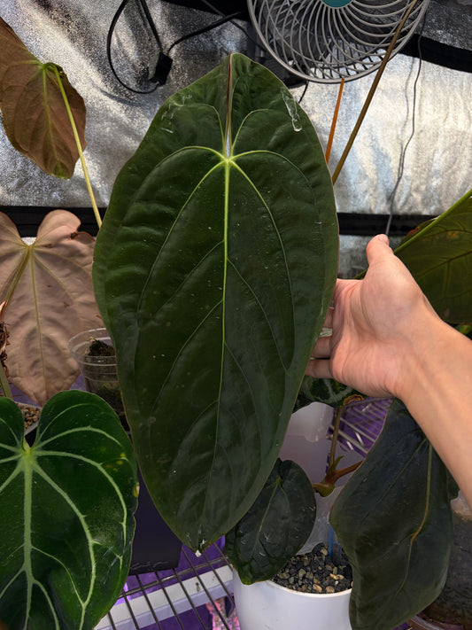 Anthurium Papillilaminum RA7 - clone