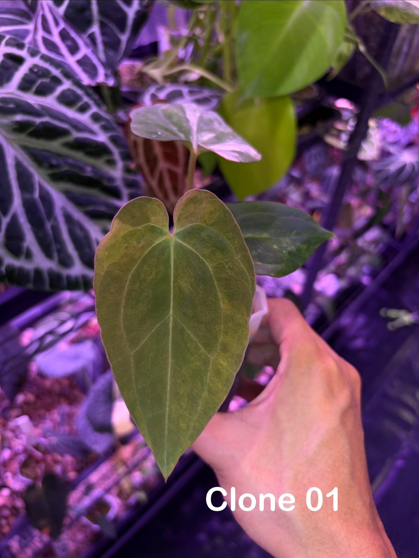 Anthurium papillilaminum var. × ‘BVEP’ [Tezula] - clone
