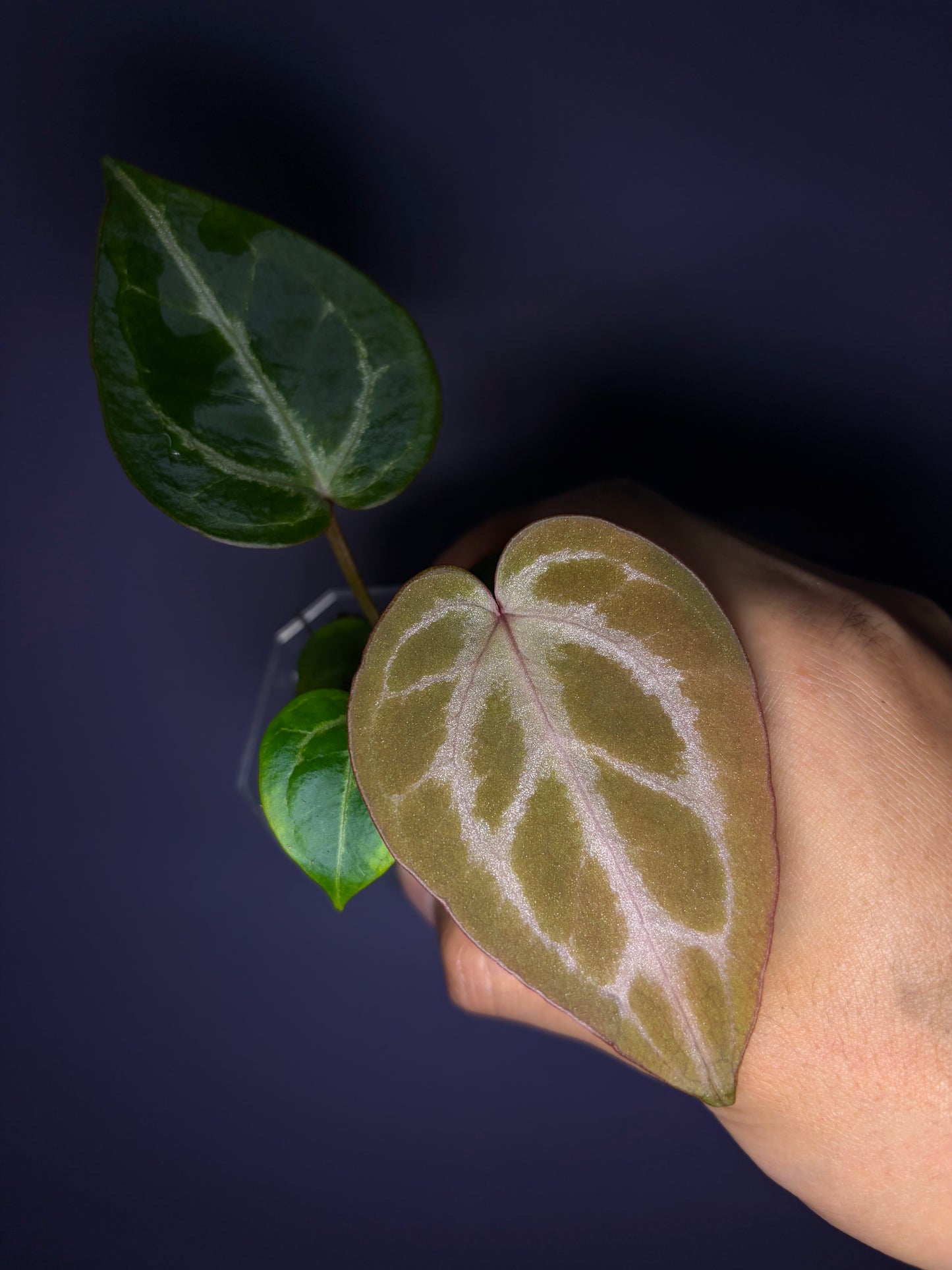 Anthurium ‘Silver butterfly’ × Red crystallinum