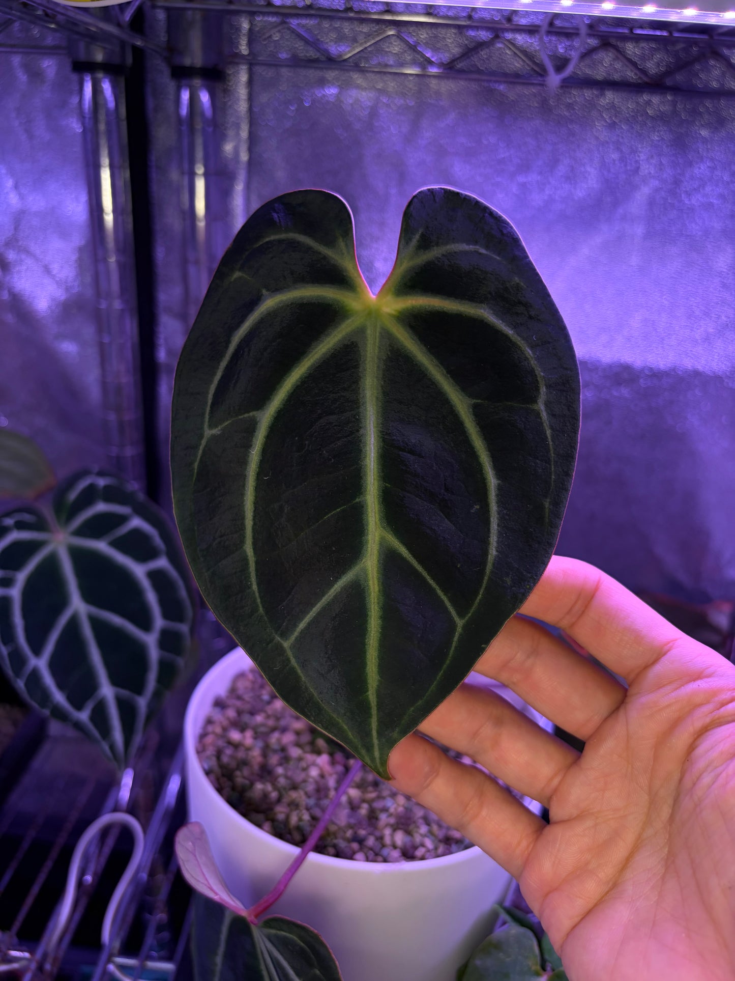 Anthurium besseae aff. ‘XX2’