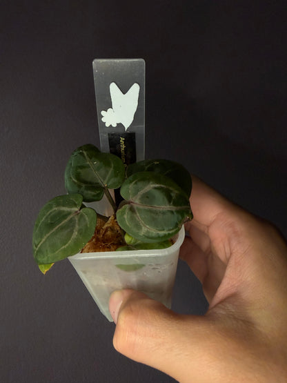 Anthurium Red Crystallinum [Mathiux] F2