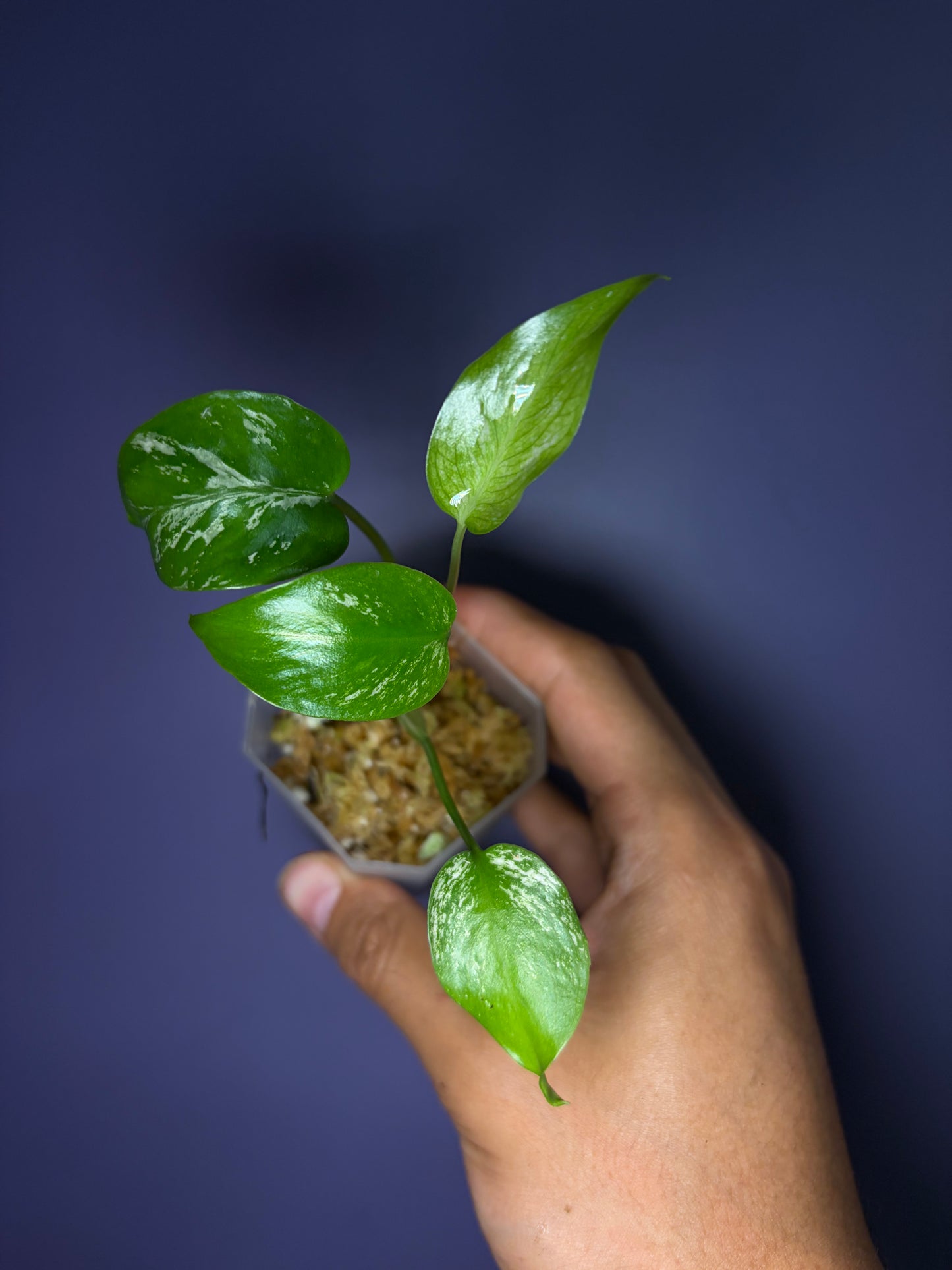 Monstera ‘Devil Monster’