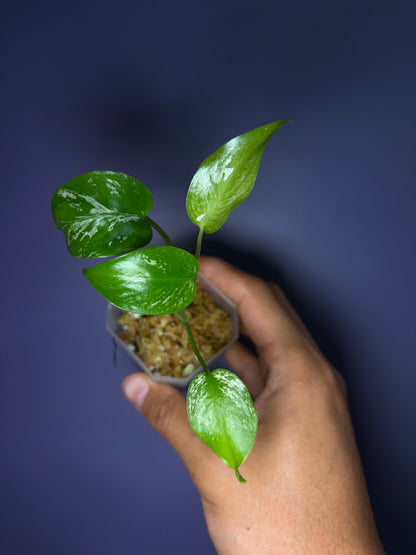 Monstera ‘Devil Monster’