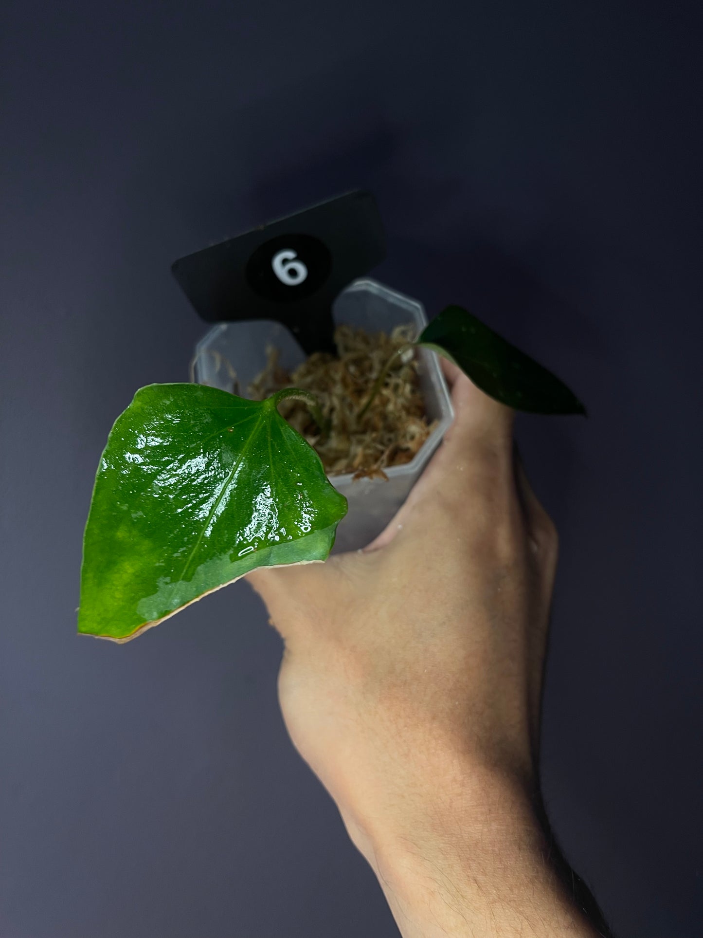 Anthurium ‘Black Sweet’ SF2