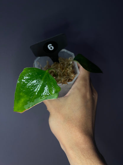 Anthurium ‘Black Sweet’ SF2