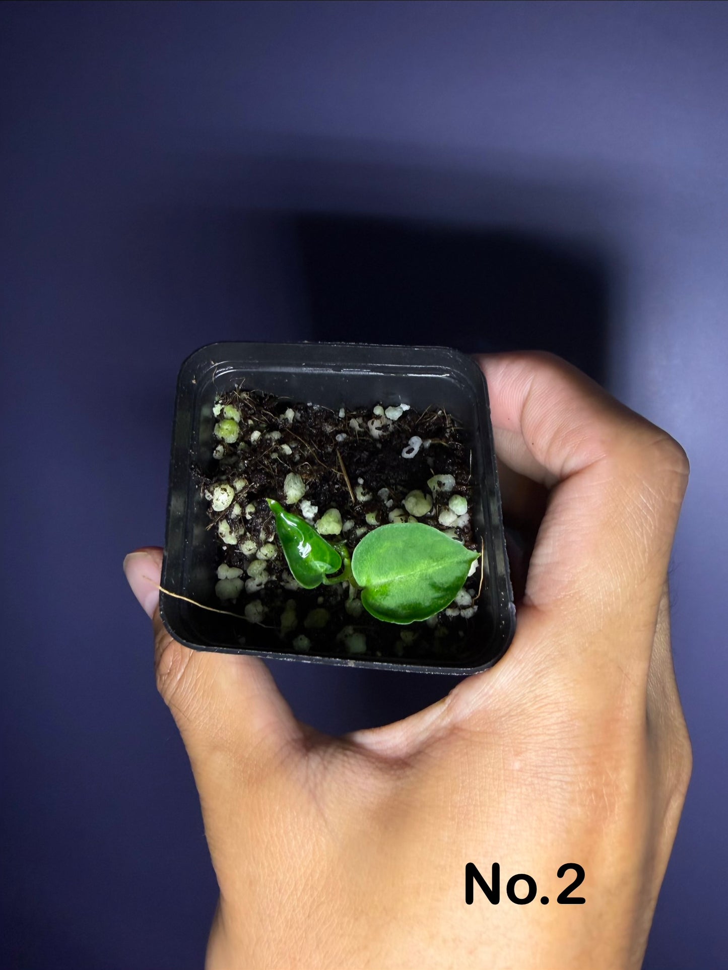 ‘Silver boogie’ × Crystallinum (‘black’ × ‘red’) #5