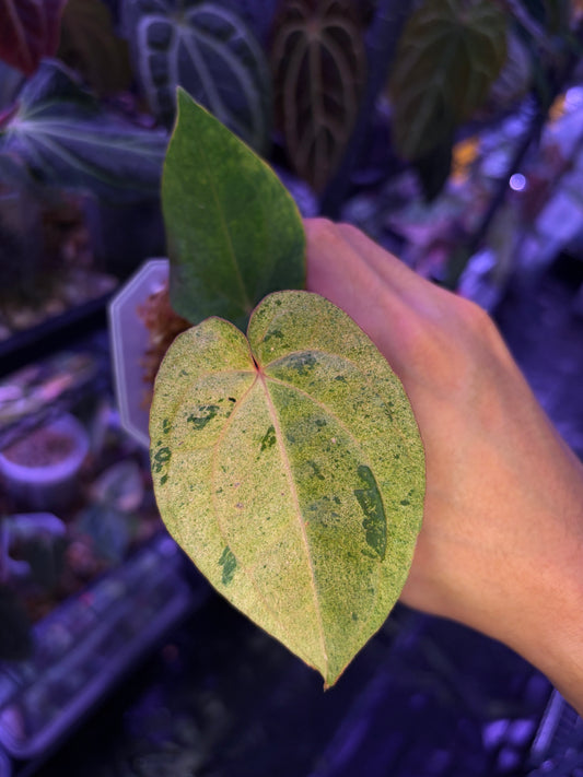 Anthurium (‘Zara’ × ‘Michelle’) × dressleri RG variegata