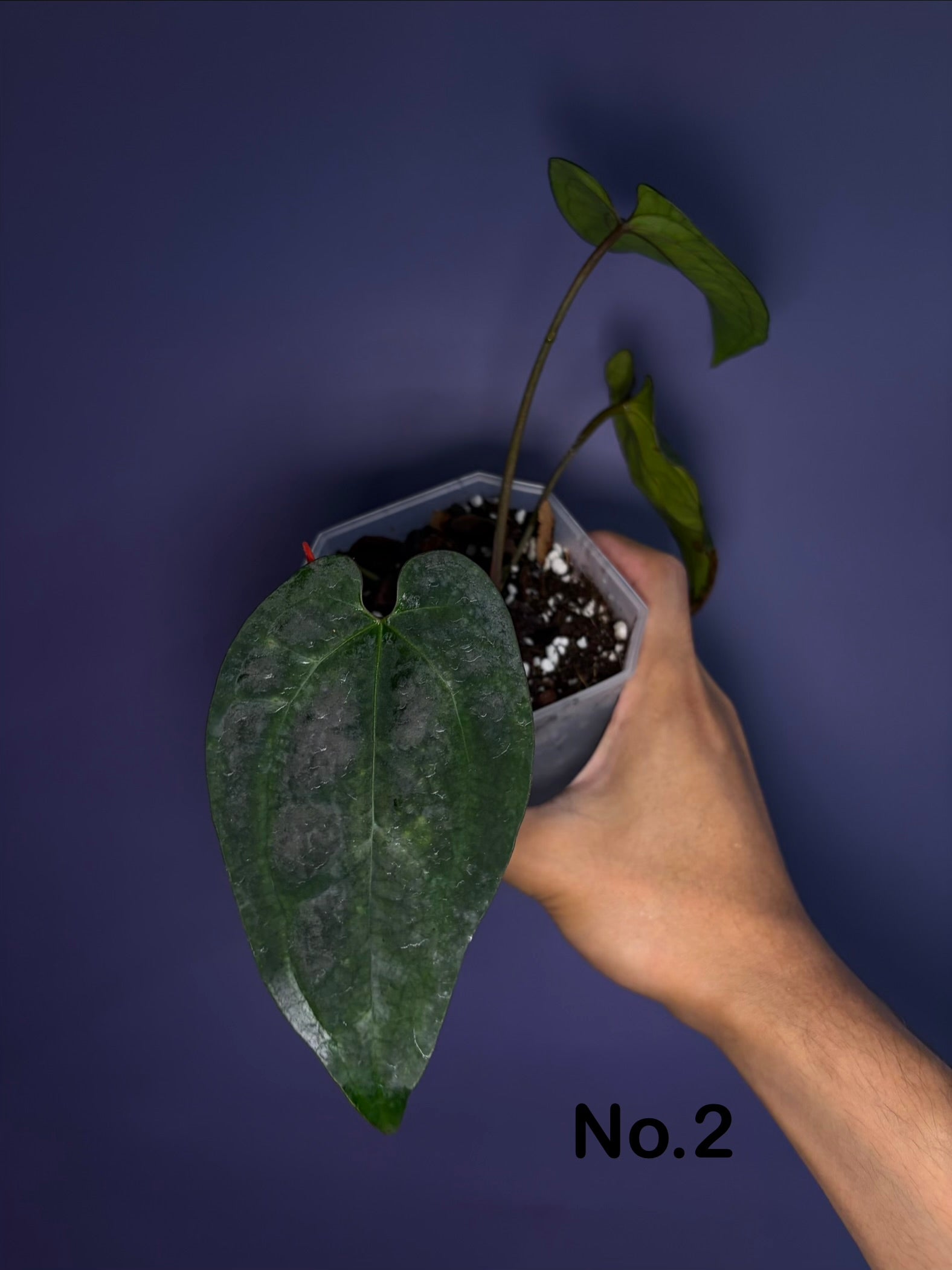Anthurium Ace of spades (DF × DF) - clone – Secret Foliage