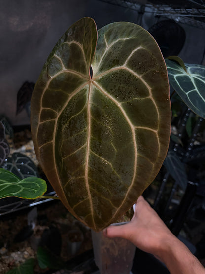 Anthurium ‘Red Crystallinum’ (SKG) × besseae aff.