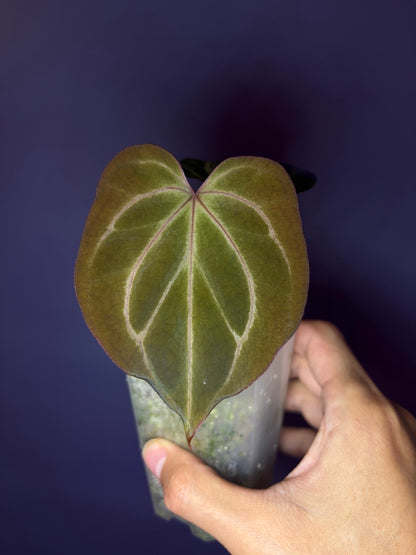 Anthurium King of Spades (KOS) HU
