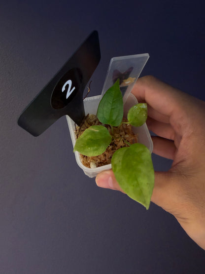 Anthurium subsignatum velvet × papillilaminum ‘Ralph Lynam’