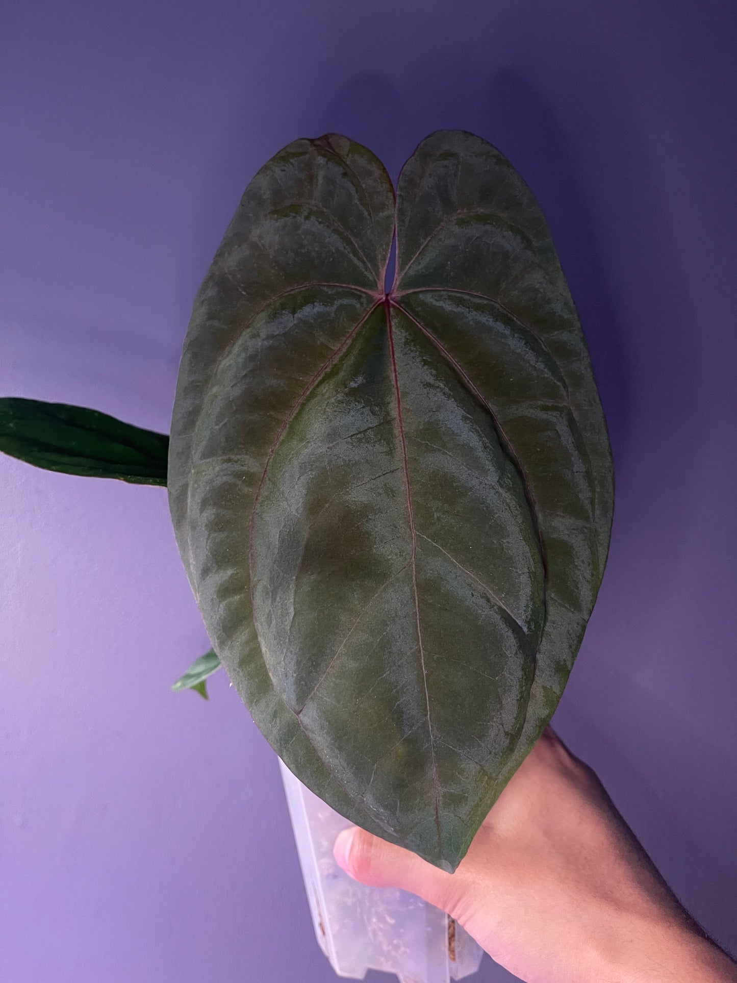 Anthurium ‘Red Vein Dark Phoenix (RVDP)’ × dressleri