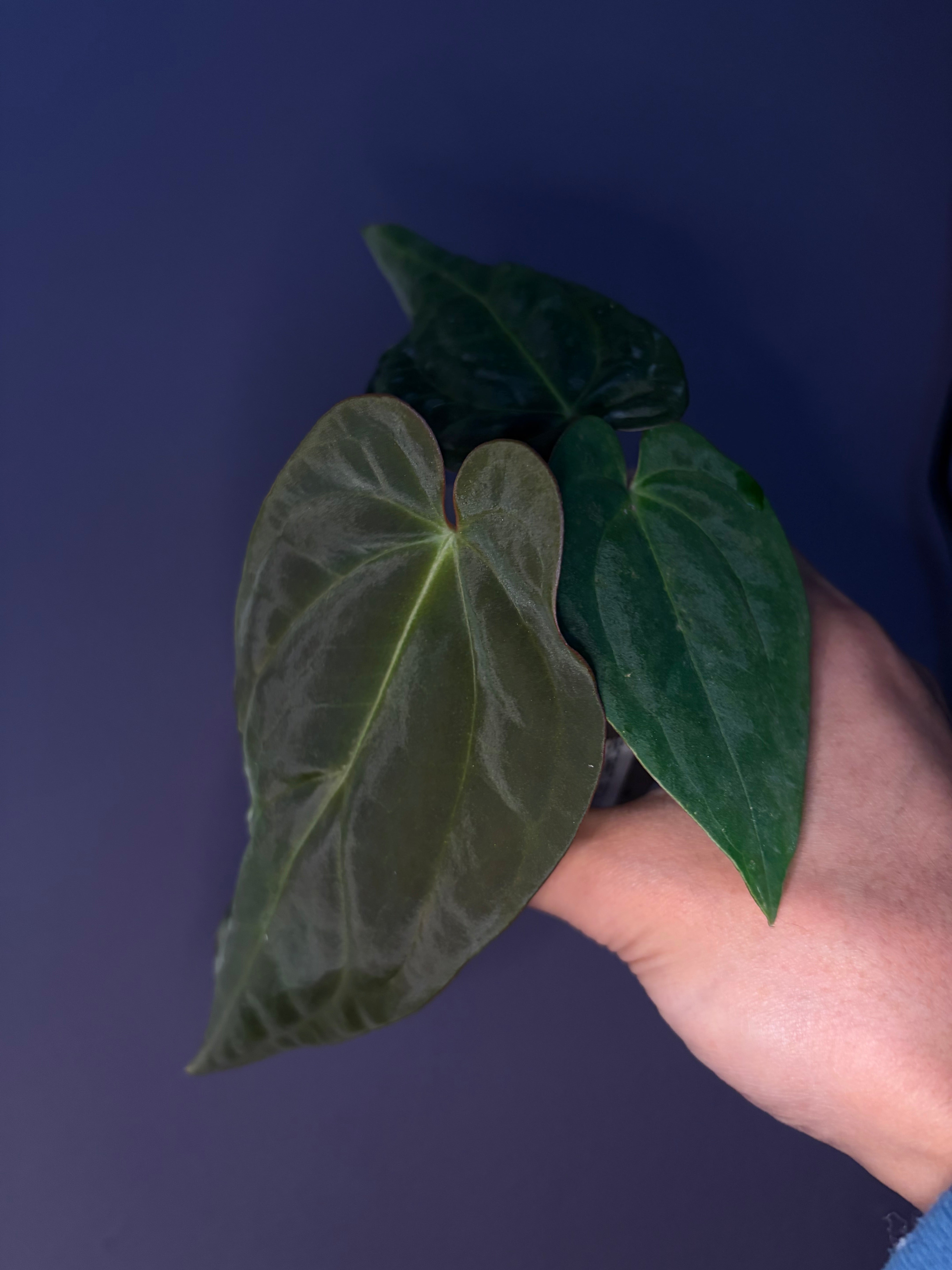Anthurium 'Black cherry' x Antolakii (Tezula) – Secret Foliage