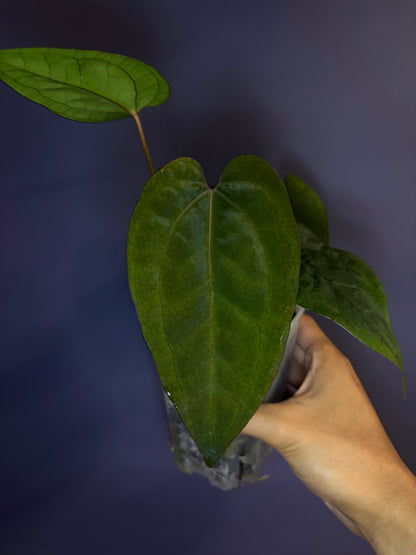 Anthurium Ace of spades (DF × DF) - clone