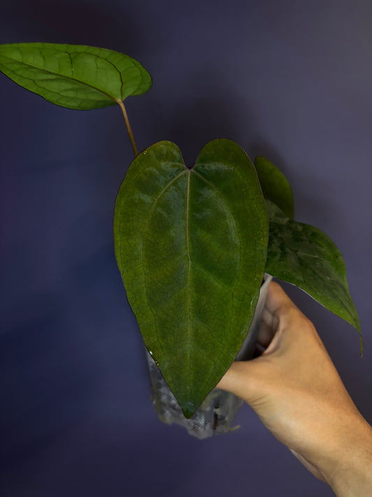 Anthurium Ace of spades (DF × DF) - clone