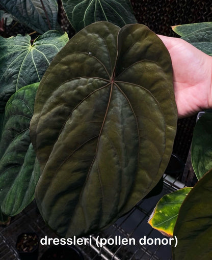 dressleri ‘colon’ × dressleri RG