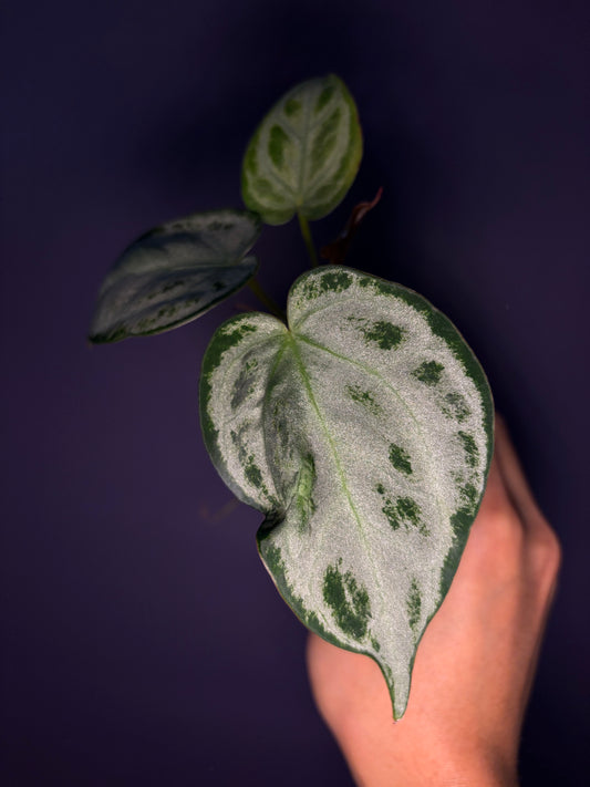 Anthurium Silver blush (full silver selected #1)