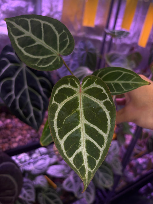 Anthurium ‘Dreamweaver’ × ‘FTG’ Crystallinum